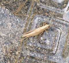 Ochrilidia pruinosa