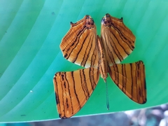 Chersonesia risa risa