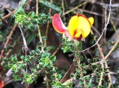 Pultenaea densifolia