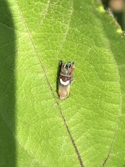 Grapholita fana