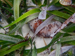 Holothuria hartmeyeri