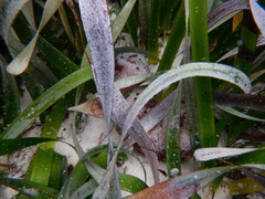 Holothuria hartmeyeri