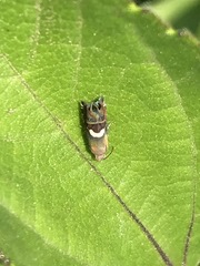 Grapholita fana