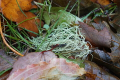 Usnea esperantiana