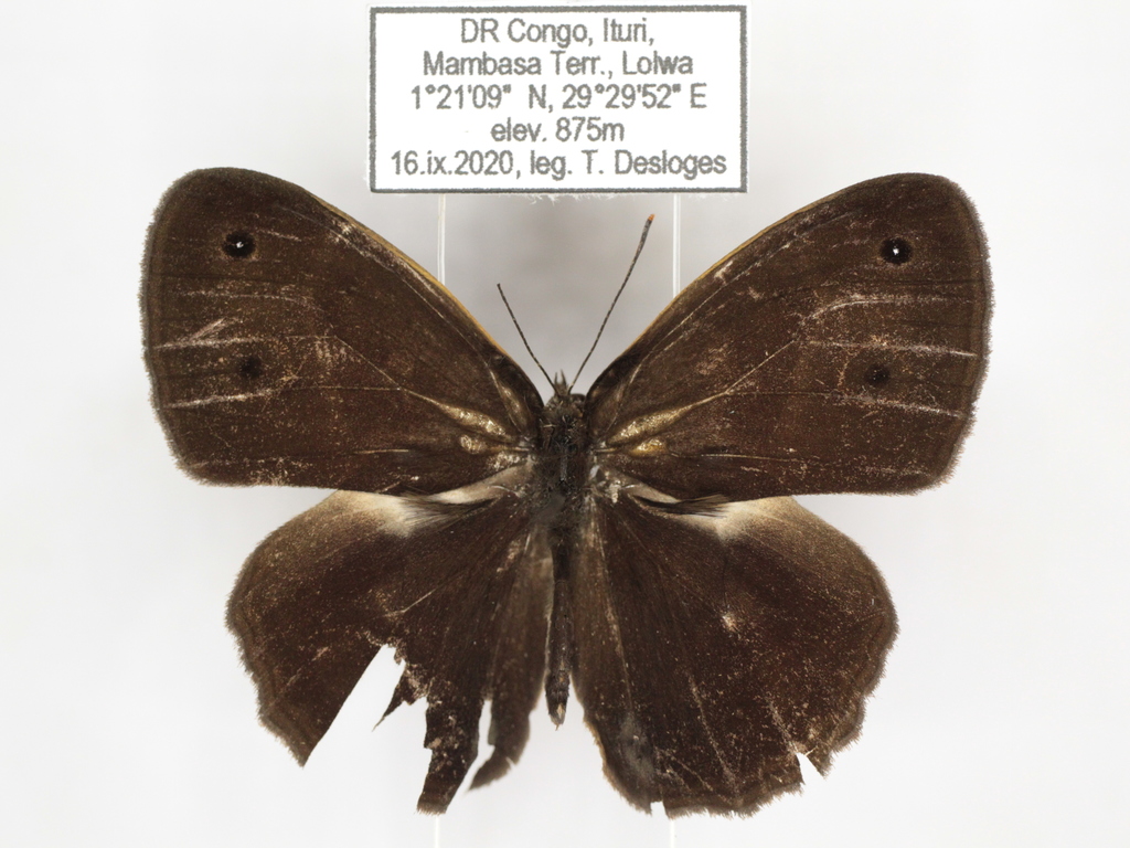 Bethune-Baker’s Bush Brown