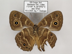 Bicyclus hyperanthus