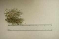 Usnea esperantiana