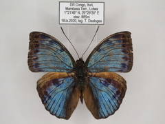 Bebearia carshena