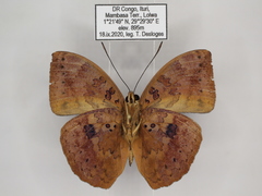 Bebearia carshena