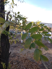 Robinia pseudoacacia