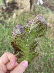 Ophiognomonia leptostyla