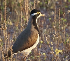 Vanellus tricolor