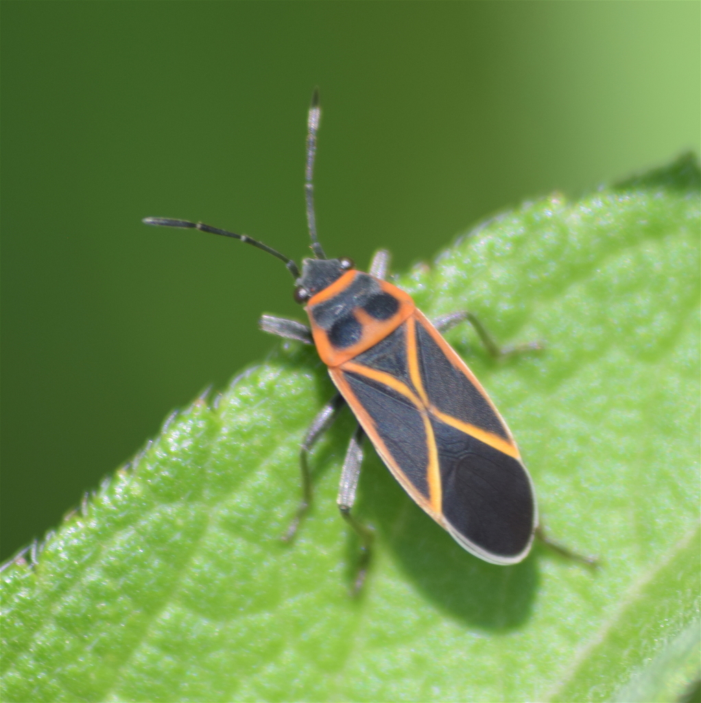 Ochrostomus