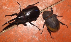 Dynastes septentrionalis