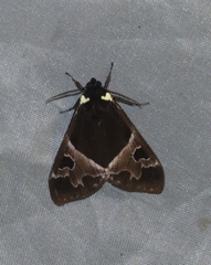 Dysschema panamensis