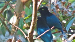 Cyanocorax melanocyaneus