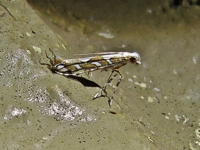 Acrocercops albinatella