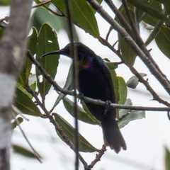 Leptocoma calcostetha