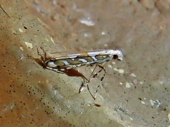 Acrocercops albinatella