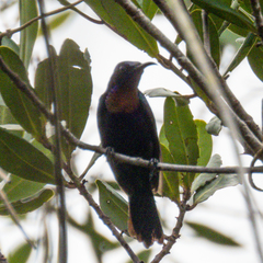 Leptocoma calcostetha