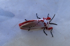 Trosia nigropunctigera