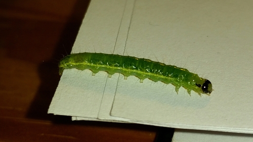 Alamo Moth photo 3