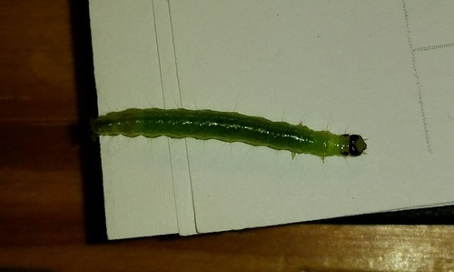 Alamo Moth photo 5
