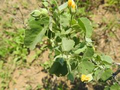 Abutilon austro-africanum