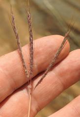 Bothriochloa radicans