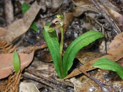 Chiloglottis seminuda