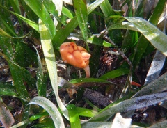 Pyura gibbosa