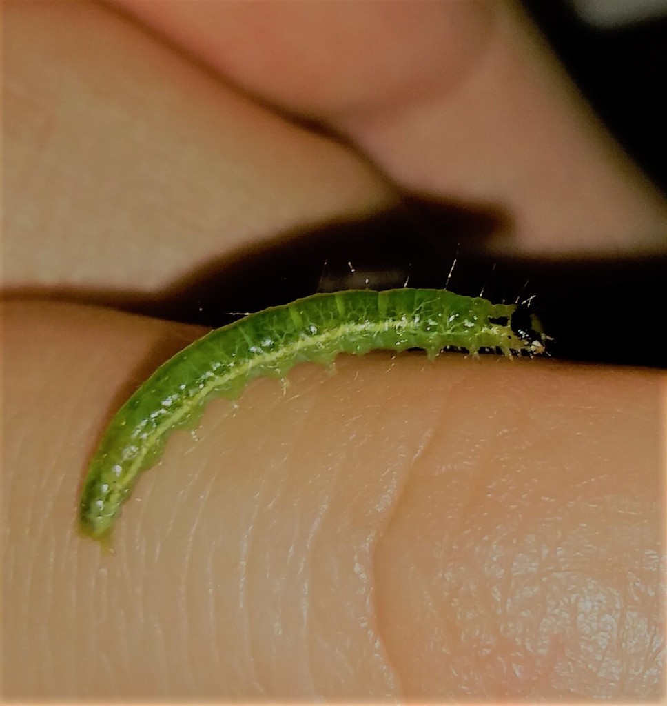 Alamo Moth