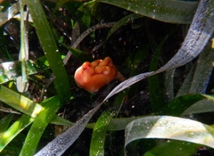 Pyura gibbosa