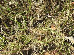 Bothriochloa radicans