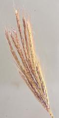 Bothriochloa radicans