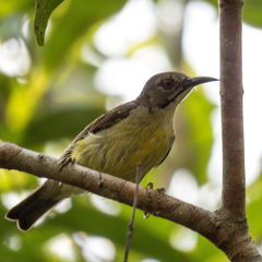 Anthreptes malacensis malacensis