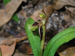 Chiloglottis seminuda