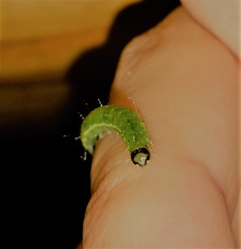 Alamo Moth photo 2
