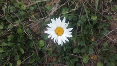 Leucanthemum maximum