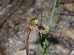 Chiloglottis seminuda