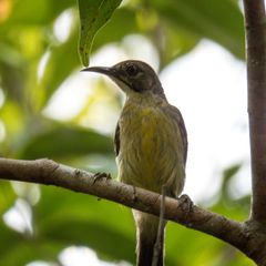 Anthreptes malacensis malacensis