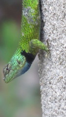 Sceloporus hondurensis