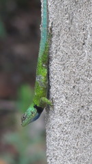 Sceloporus hondurensis