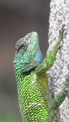Sceloporus hondurensis