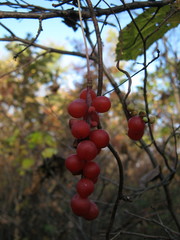 Schisandra chinensis