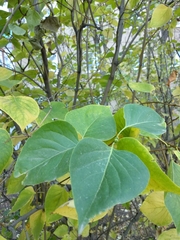 Syringa vulgaris