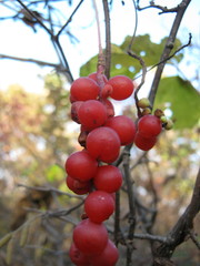 Schisandra chinensis