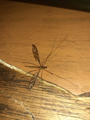 Acutipula