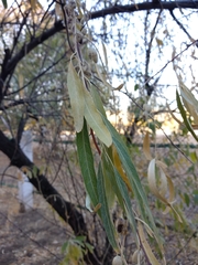 Elaeagnus angustifolia