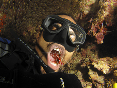 Rhynchocinetes durbanensis